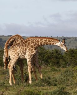African Giraffes 168
