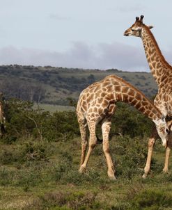 African Giraffes 169