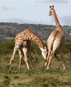 African Giraffes 170