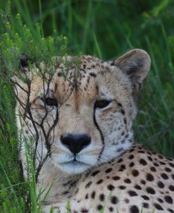 African Cheetah 002