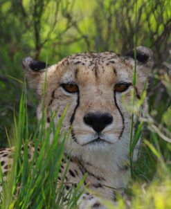 African Cheetah 003