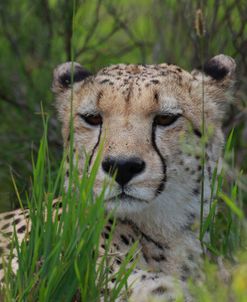 African Cheetah 004