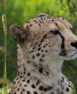 African Cheetah 005