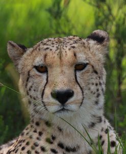 African Cheetah 006