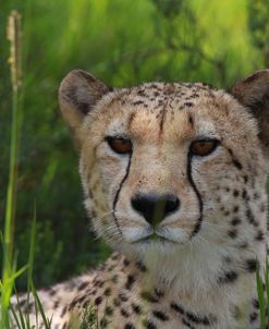 African Cheetah 007