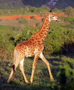 African Giraffes 177