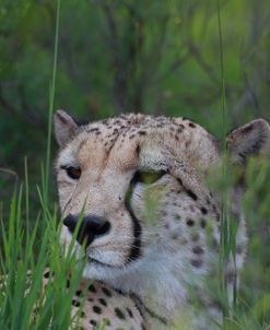 African Cheetah 001