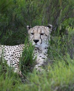 African Cheetah 012