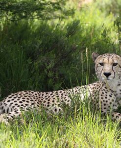 African Cheetah 013