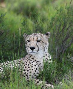African Cheetah 014