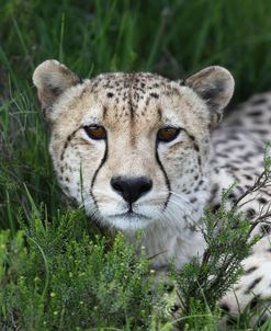 African Cheetah 015