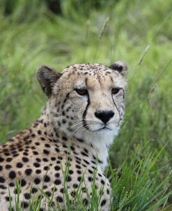 African Cheetah 016