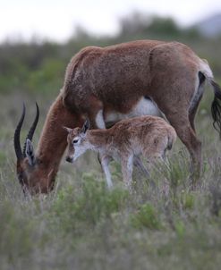 African Blesbuck Ewe & Kid