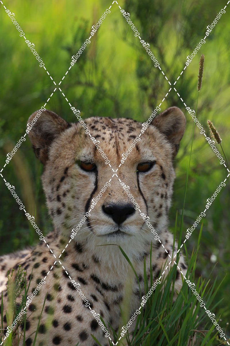 African Cheetah 008