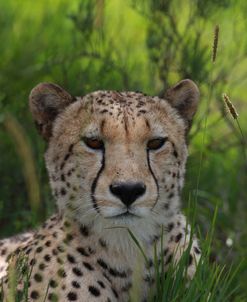 African Cheetah 008