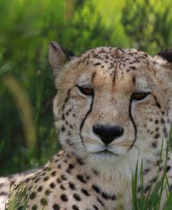African Cheetah 009