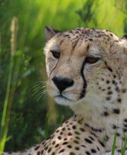 African Cheetah 010