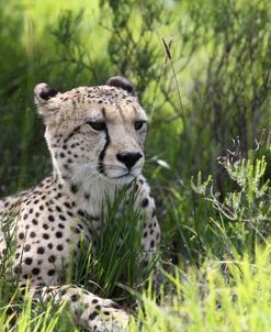African Cheetah 011