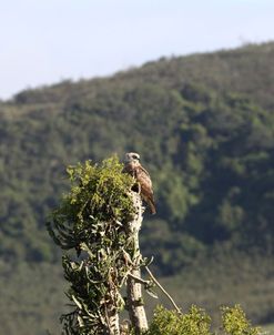 African Crowned Eagle 02