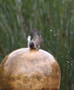 African Dark-capped Bulbul