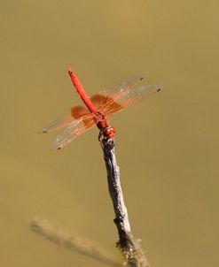 African Dragonfly