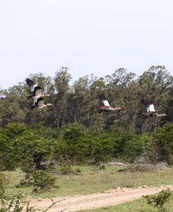 African Egyptian Geese