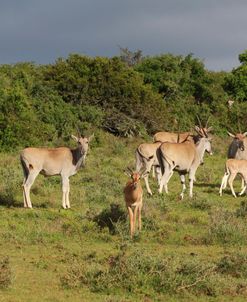 African Eland 01