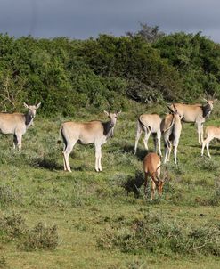 African Eland 02