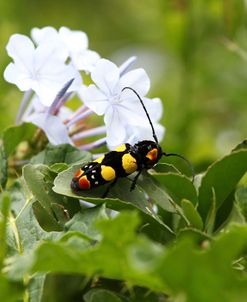 African Blister Beetle