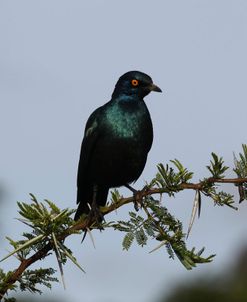 African Cape Glossy Starling