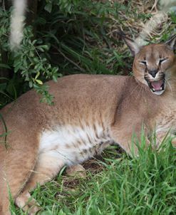 African Caracal