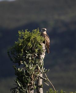 African Crowned Eagle 01