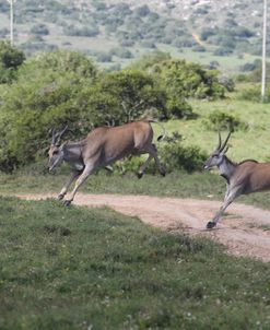 African Eland 07