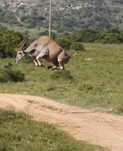 African Eland 08