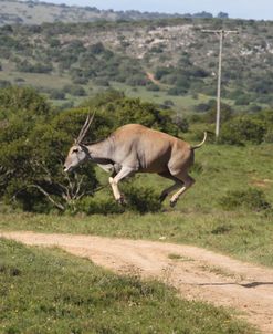 African Eland 09