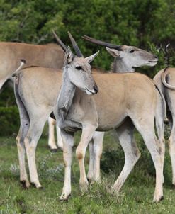 African Eland 10