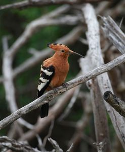 African Hoopoe 01