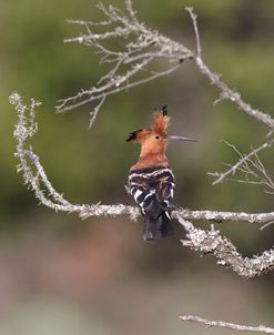 African Hoopoe 02