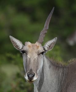 African Eland 03