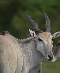 African Eland 04