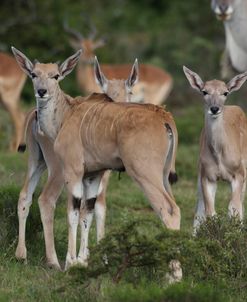 African Eland 05