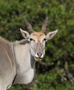 African Eland 06