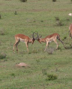 African Impala 05