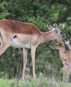 African Impala 06