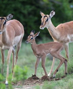 African Impala 07