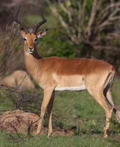 African Impala 08