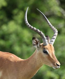 African Impala 09