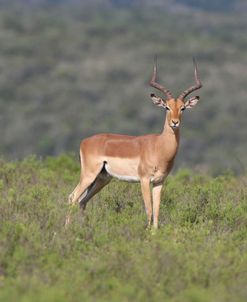 African Impala 10