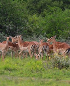 African Impala 01