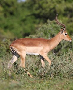 African Impala 04